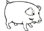 Cerdo Ibérico
